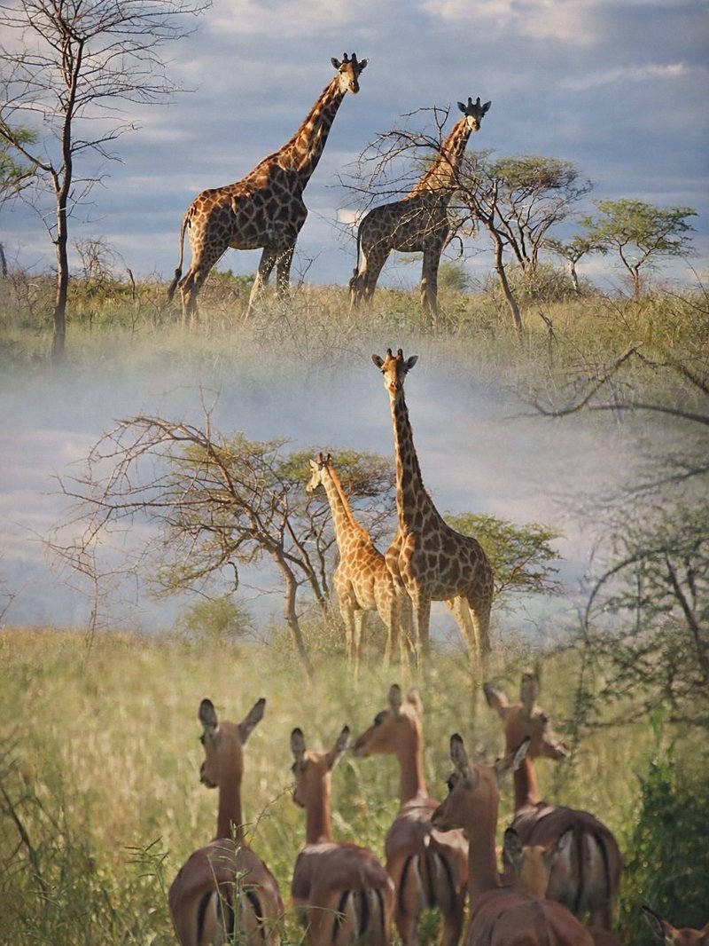 Giraffen in Namibia