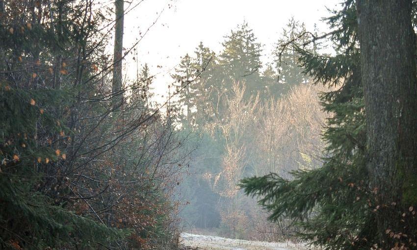 Waldweg im Nebel