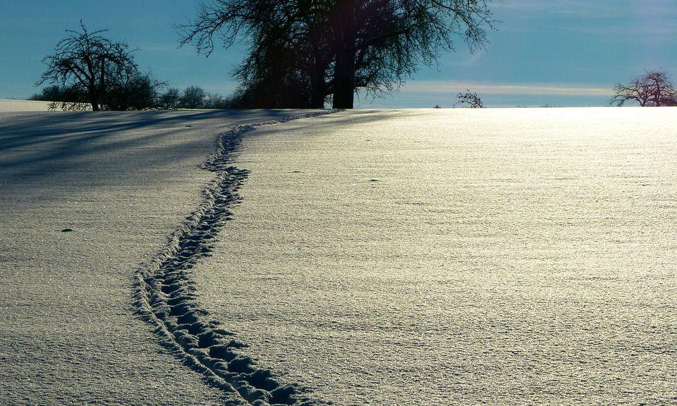 Fußspuren im Schnee führen zu einem Baum im Gegenlicht