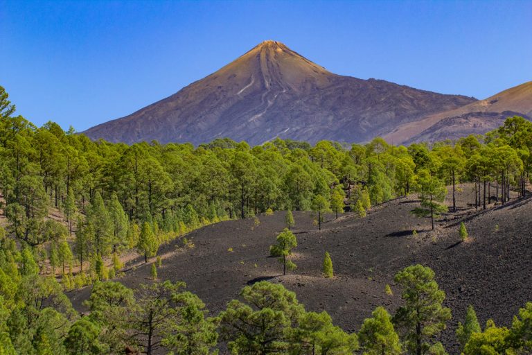 Scenic view of Mount Teide with lush green trees, a perfect blend of nature and volcanic beauty.