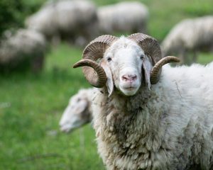 Close-up of a merino ram with curled horns in a green meadow.