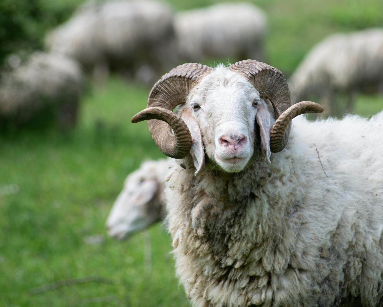 Close-up of a merino ram with curled horns in a green meadow.