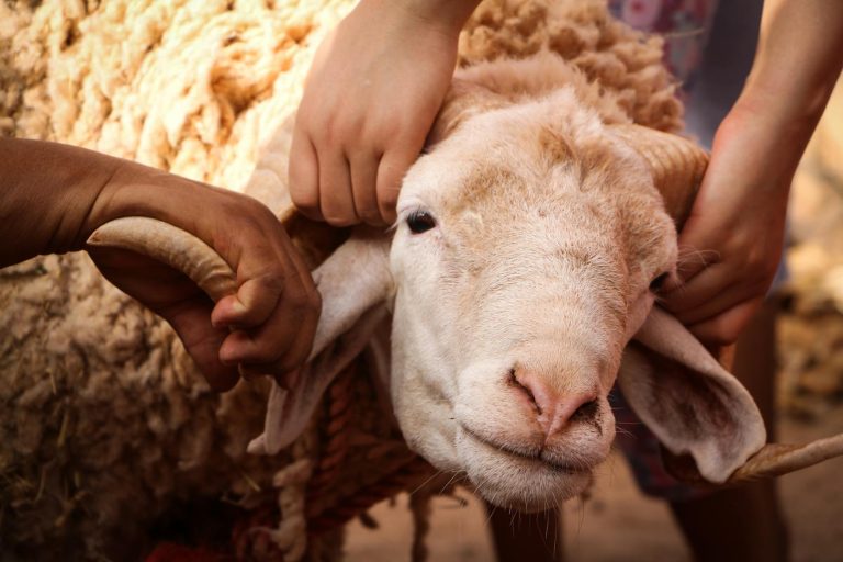 Close-up of hands holding a sheep in a rural setting, showcasing cultural traditions.