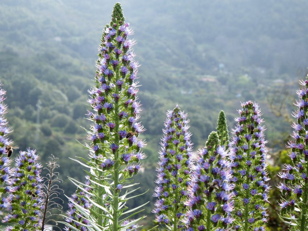 bugloss, echium webbii, montaña de la breña, breña baja, la palma, cc0, bugloss, cc0, cc0, cc0, cc0, cc0